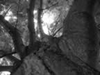 tree 1 (bw).jpg (61kb)